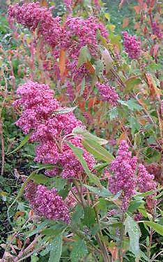 Greens Quinoa Cherry Vanilla 500 seeds