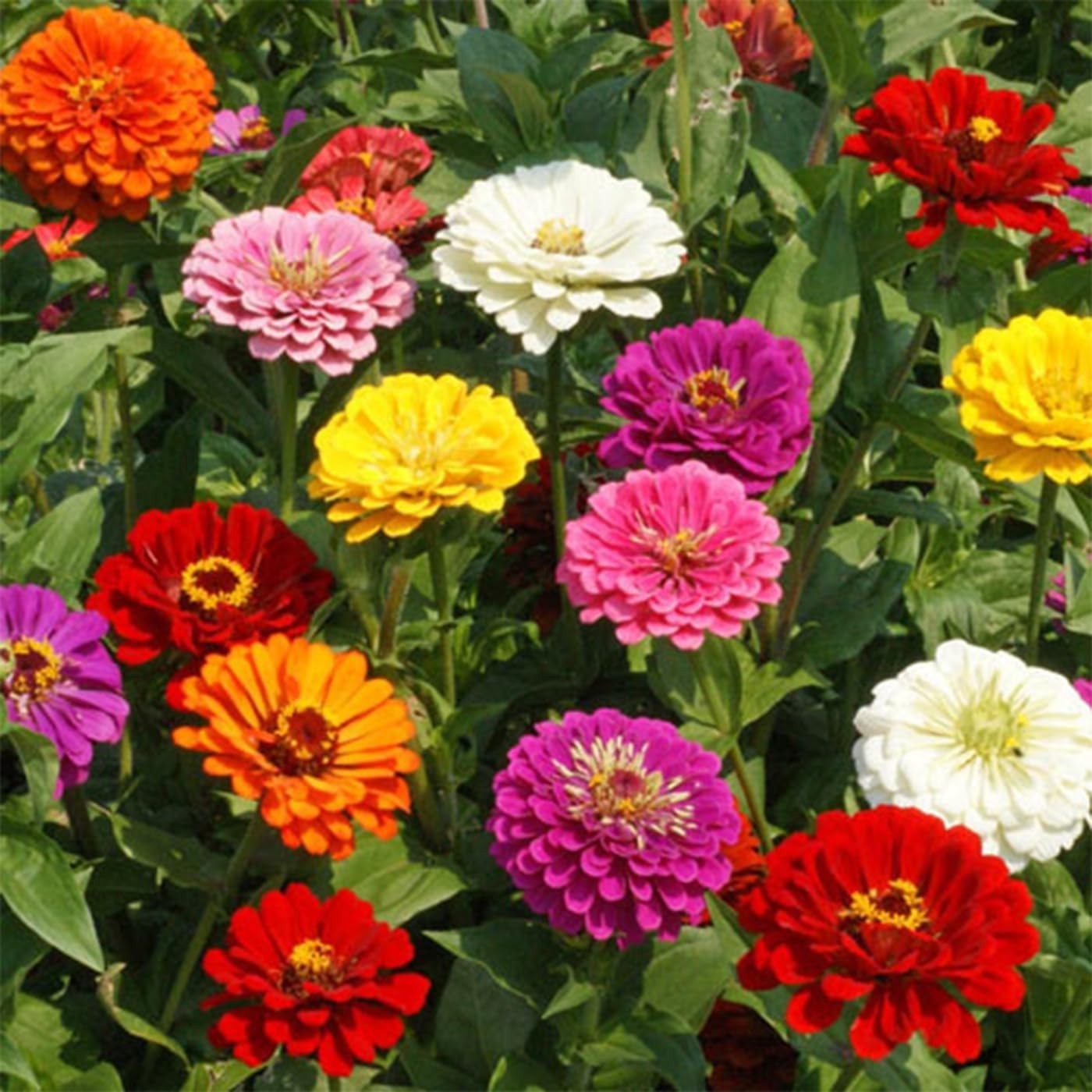 1000+ Untreated Zinnia Seeds – Mixed Colors for Quick Blooms in Full Sun