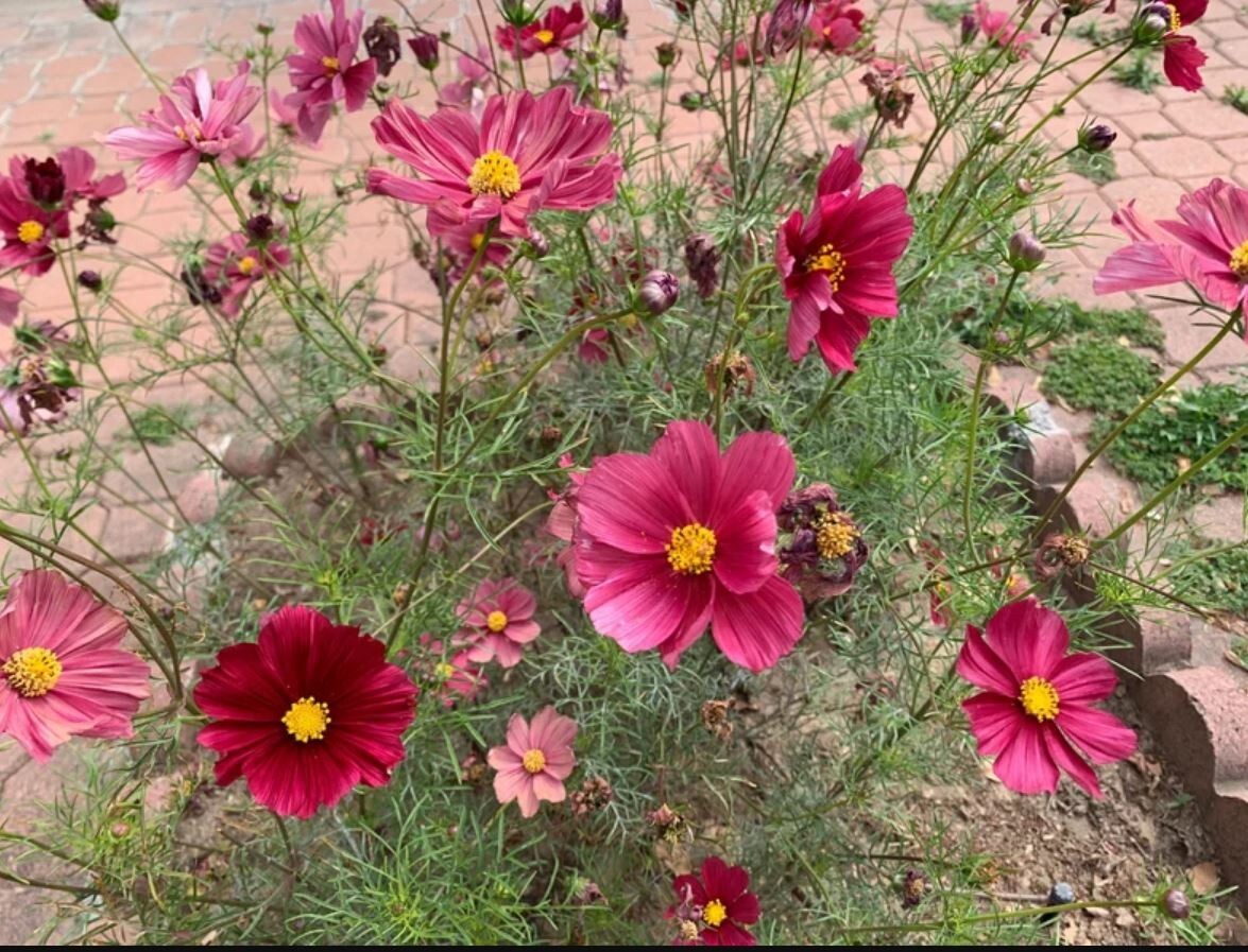 50+Seeds| Rubenza’ Cosmos Seeds Seeds #L010
