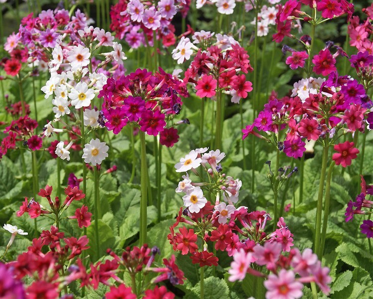 Primula japonica hybrid Mix 25 seeds