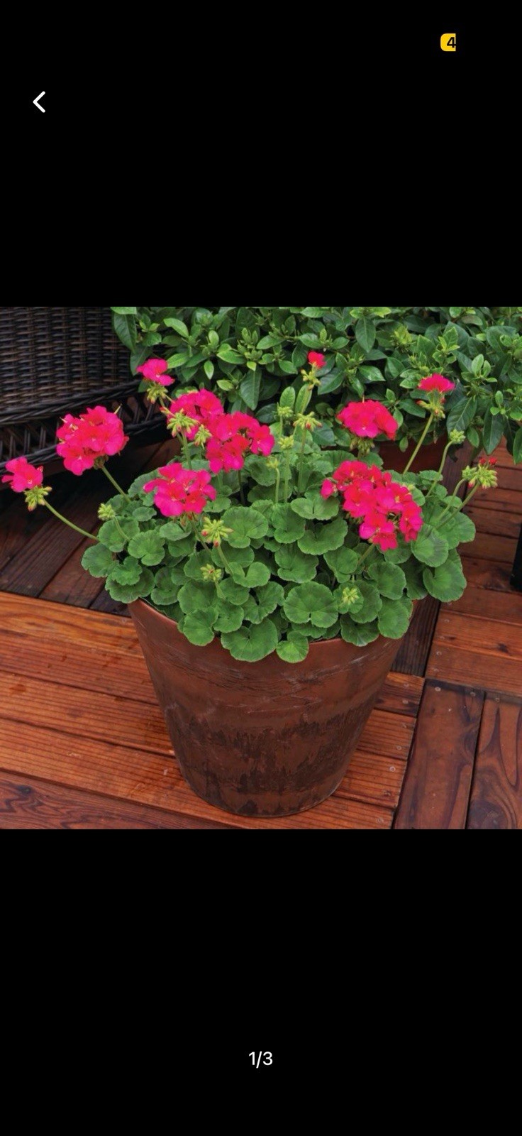 Geranium Maverick Violet F1 Seeds Harris Seeds 100 Seeds 94 Percent Germ