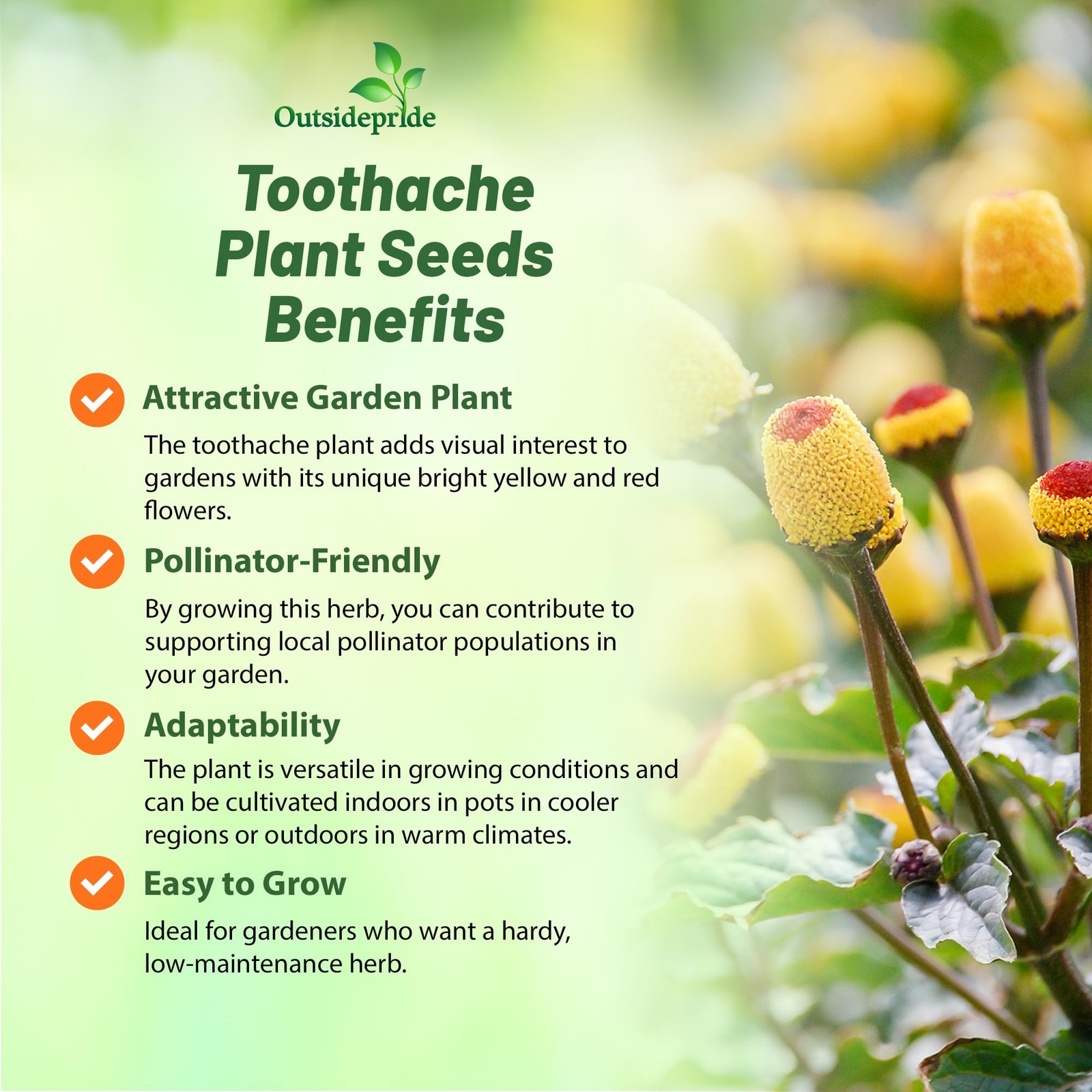 Toothache Plant Seeds 5000 Pcs, Perennial Herb for Gardens & Culinary Use
