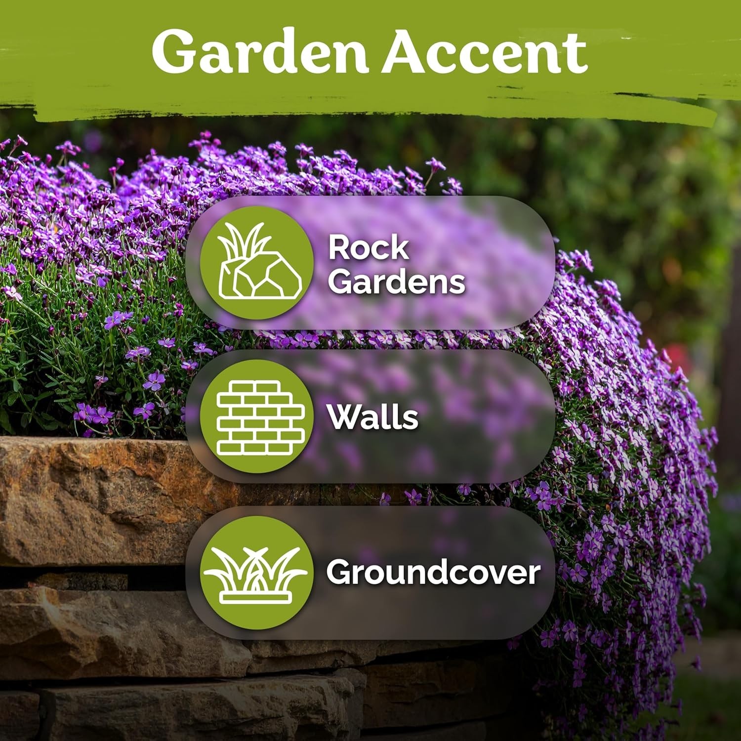 Aubrieta Deltoidea Seeds: 1,000 Organic Rock Cress Seeds for Lush Ground Cover