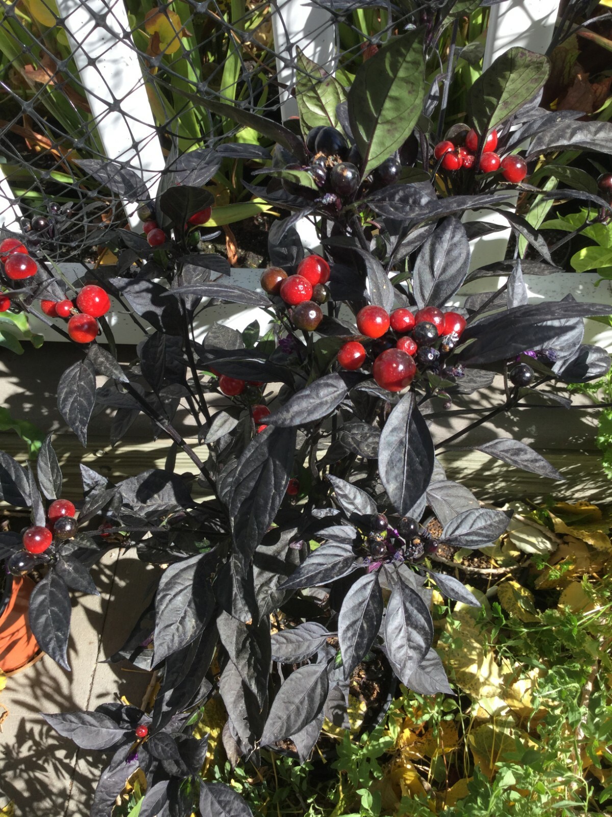 ‘Black Pearl’ Ornamental Pepper Seeds