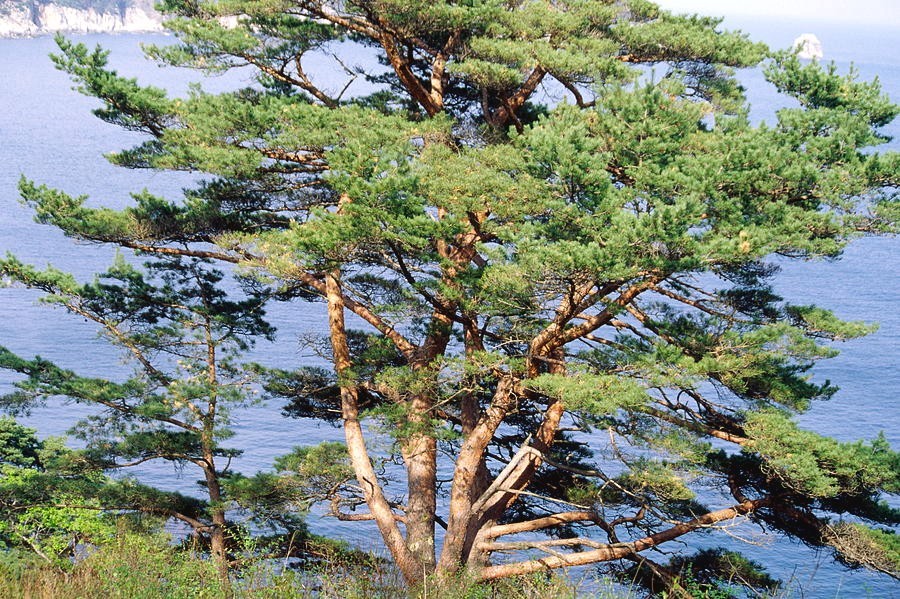 20xJapanese Red Pine – pinus densiiflora red pine seeds