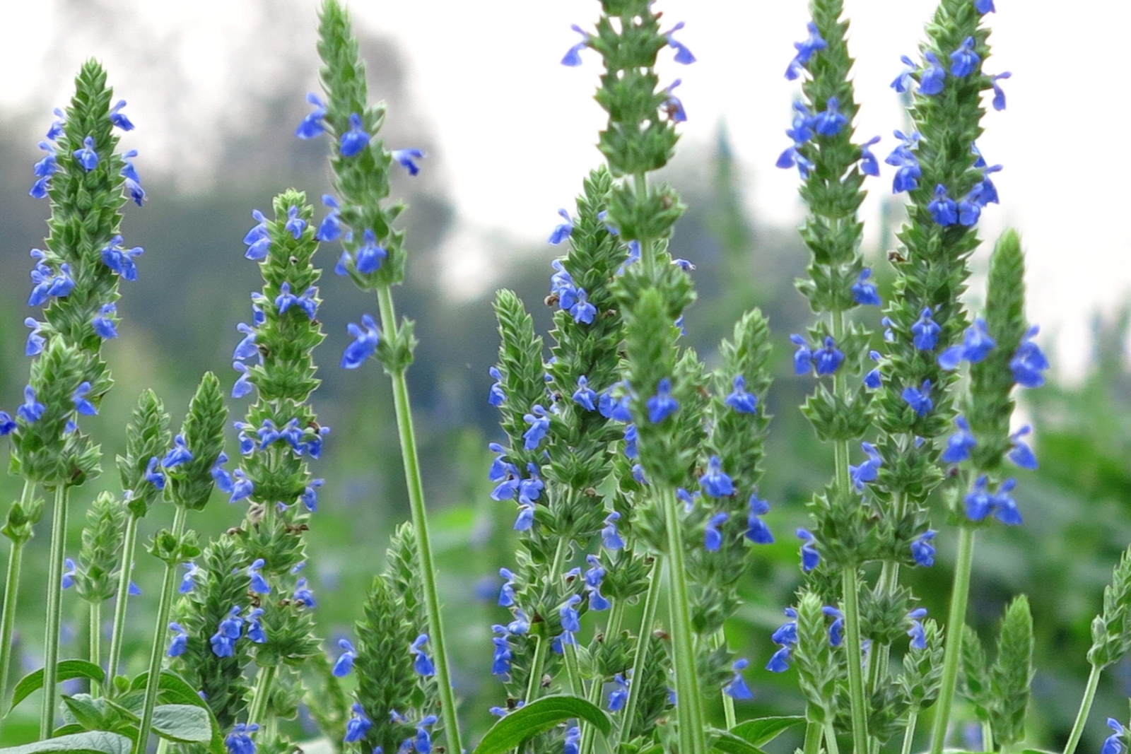1000 CHIA SALVIA HISPANICA / SAGE Herb Flower Seeds *Flat S/H