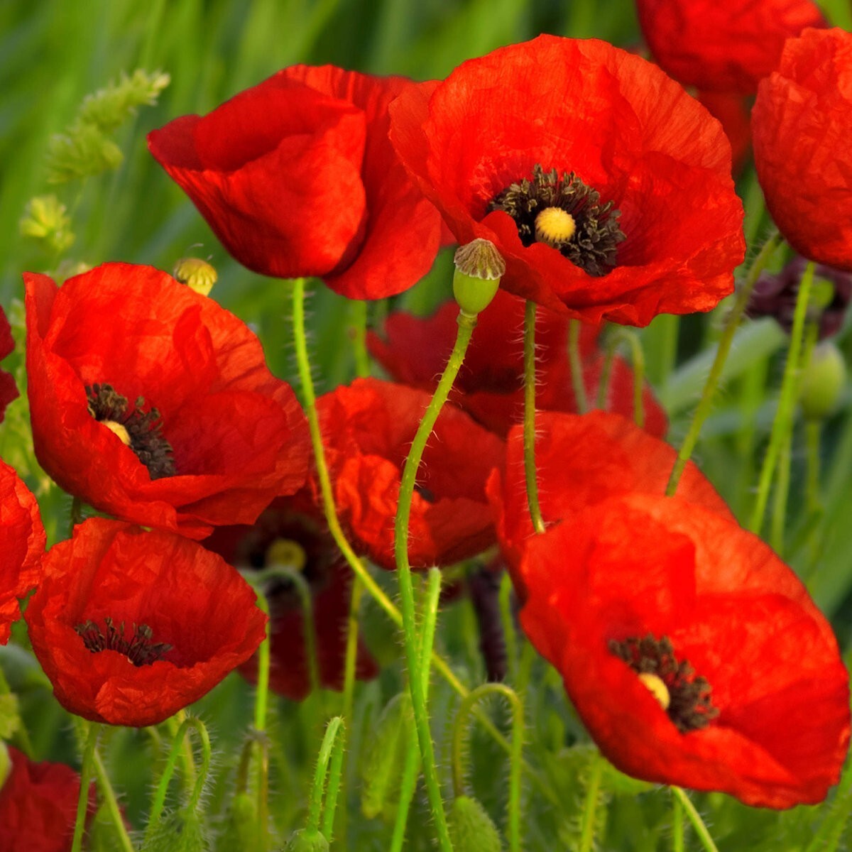 1/4 Lb Red Poppy Wildflower Seeds – Everwilde Farms Mylar Seed Packet