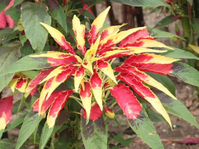 Amaranthus tricolor Early Splendor | Summer Poinsettia |Josephs Coat | 100_Seeds