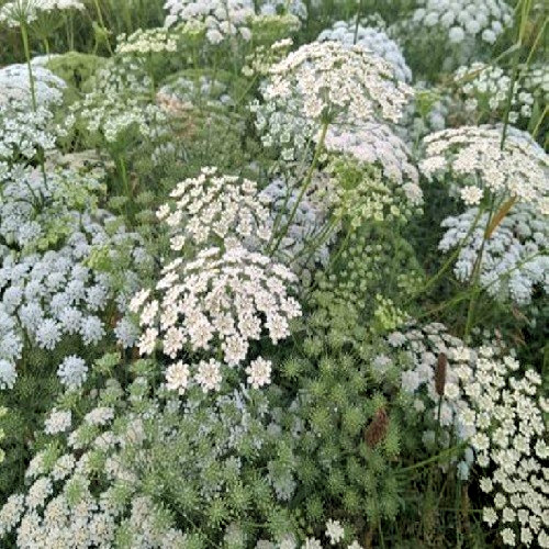 Bishop’s Flower Seeds – Ammi Majus – White Lace Queen – Heirloom Non-GMO