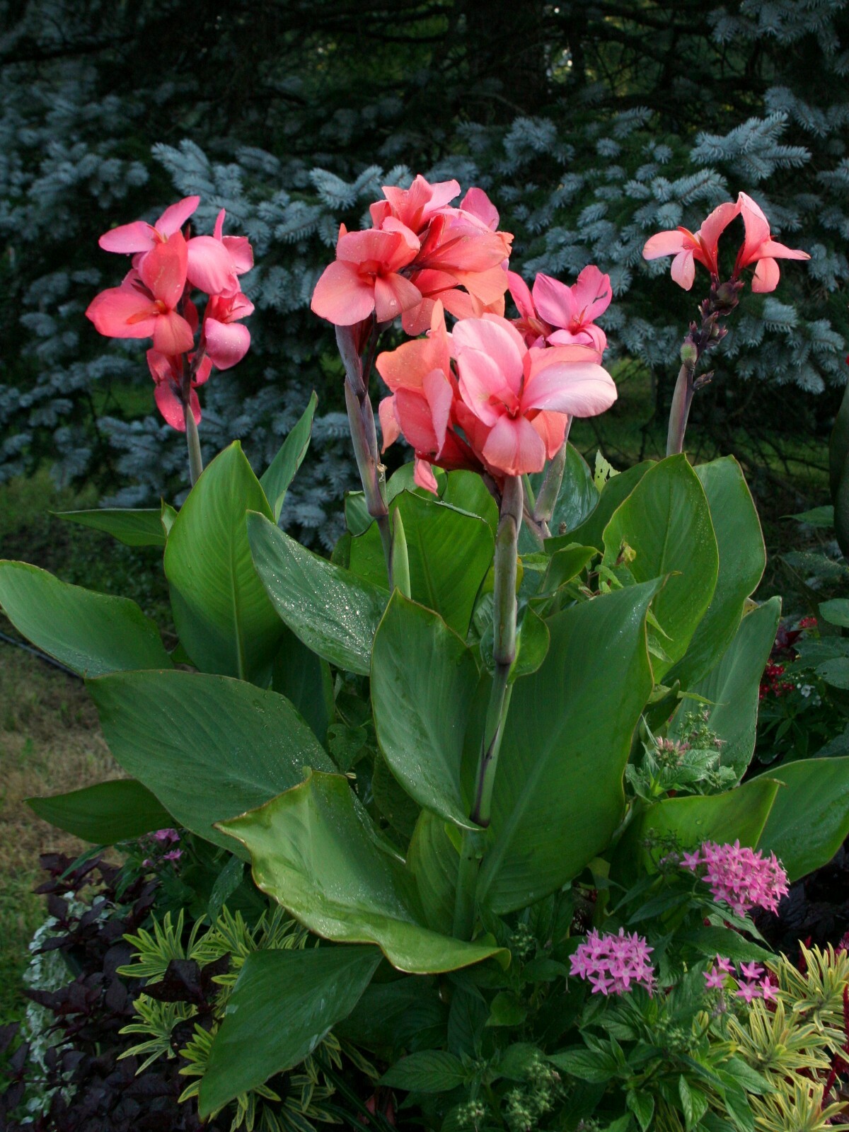 50 Canna ‘Cannova Rose’ (aka Mango) viable seeds