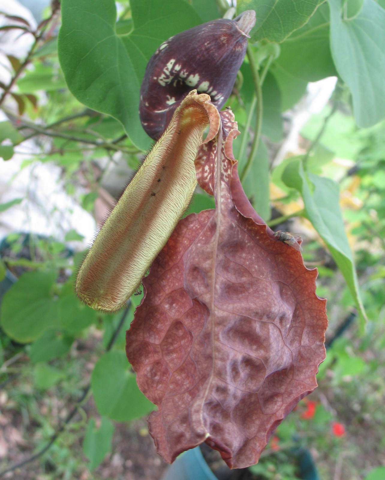 Aristolochia galeata Nova Odessa 10 seeds