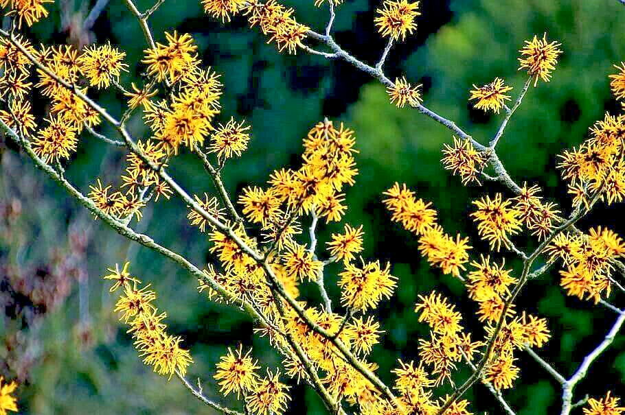 25 American WITCH HAZEL Hamamelis Virginiana Alder Shrub Tree Yellow Flower Seed