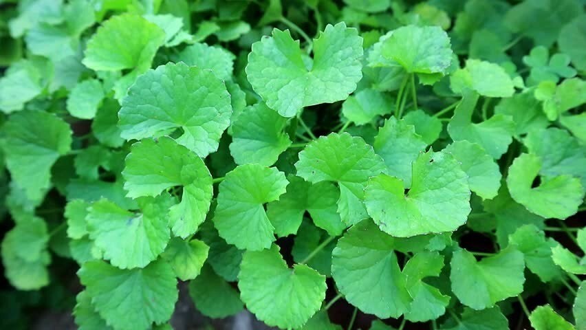 PENNYWORT , GOTU KOLA, CENTELLA ASIATICA SEEDS, HẠT RAU MÁ LÁ LỚN (+200 PCS)