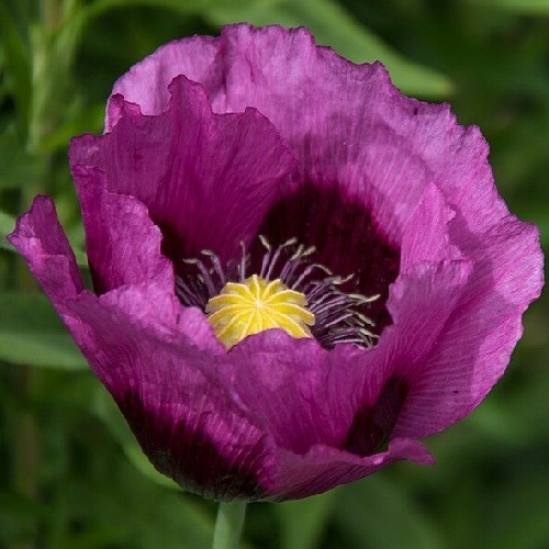 Lauren’s Grape Papavaer Somniferum Poppy Seeds. 5,000 Heirloom Organic Non-GMO
