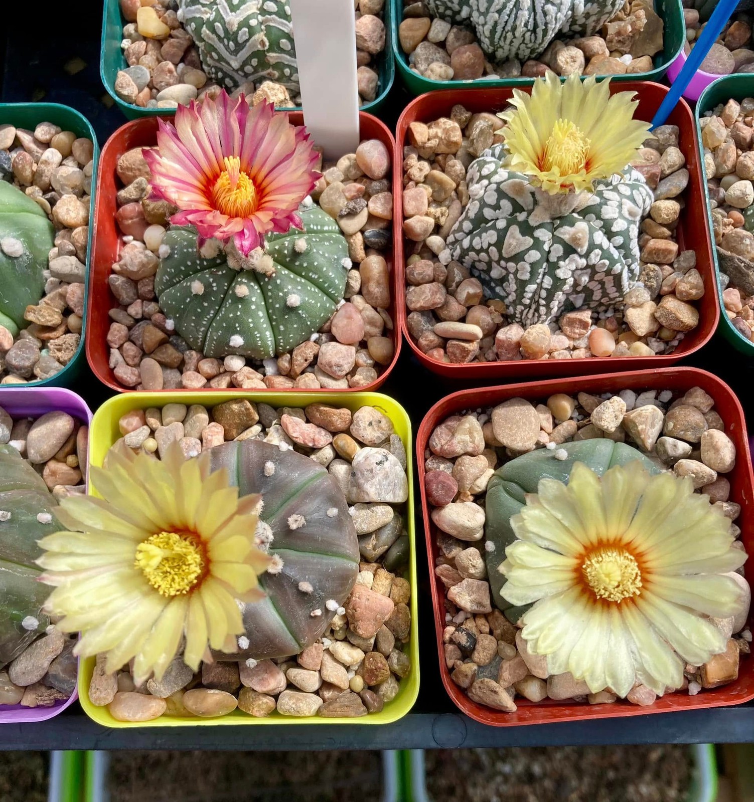 Seed- Astrophytum asterias mystery hybrids 25+ seeds (2026)