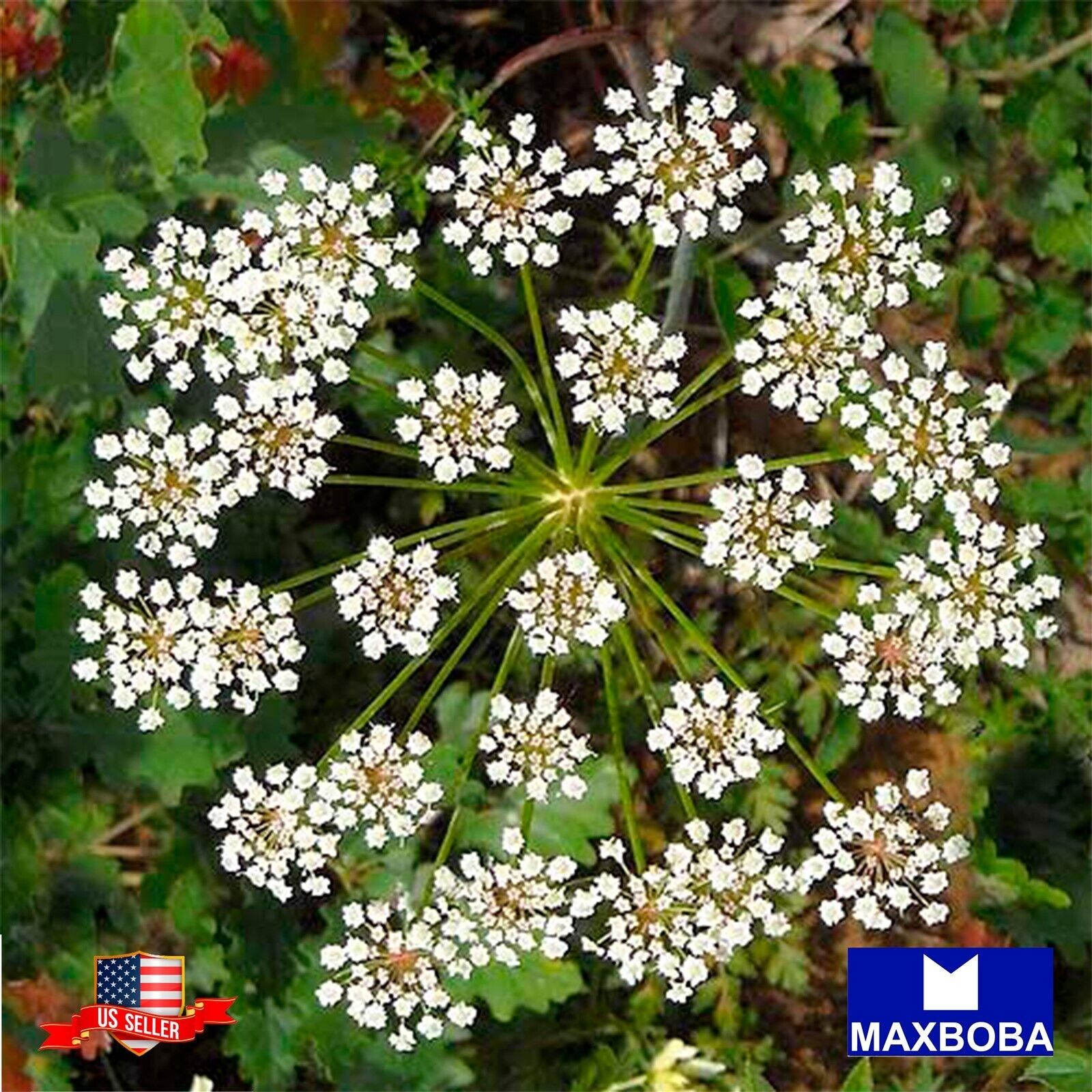1000 Anise Herb Seeds Open Pollinated Non-GMO Heirloom Garden