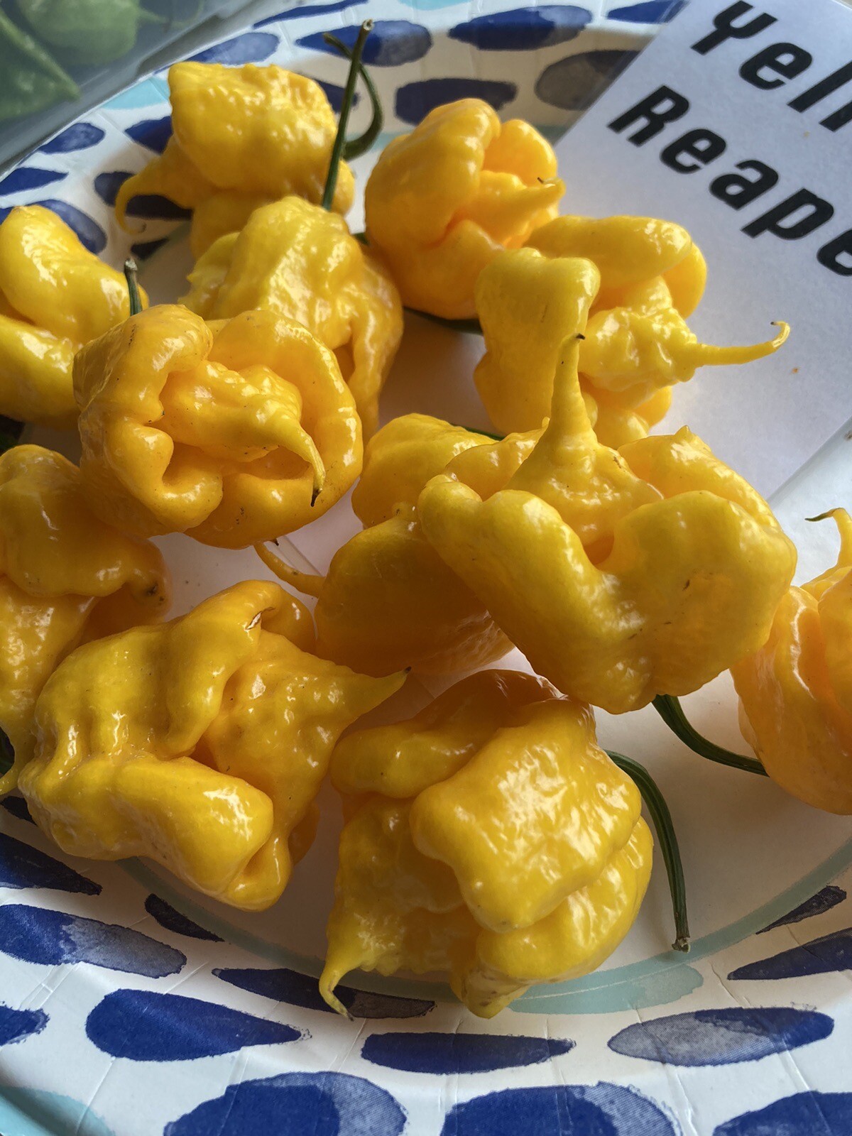 Yellow Reaper Hot Pepper Seeds 15+ Per Pack
