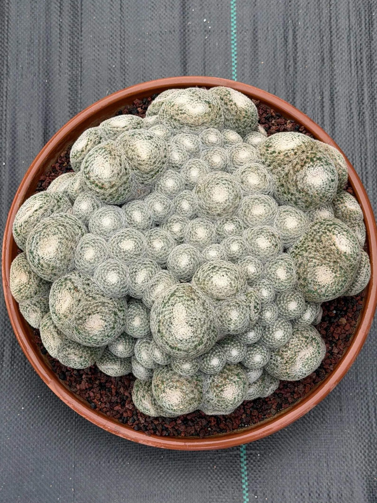Mammillaria Perbella Monster Cluster | Rare Specimen Live Cactus Plant