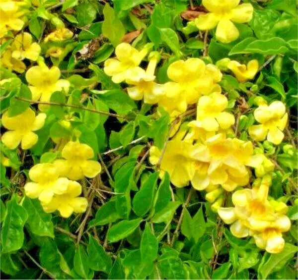 20 CATS CLAW CREEPER SEEDS – Dolichandra unguis-cati