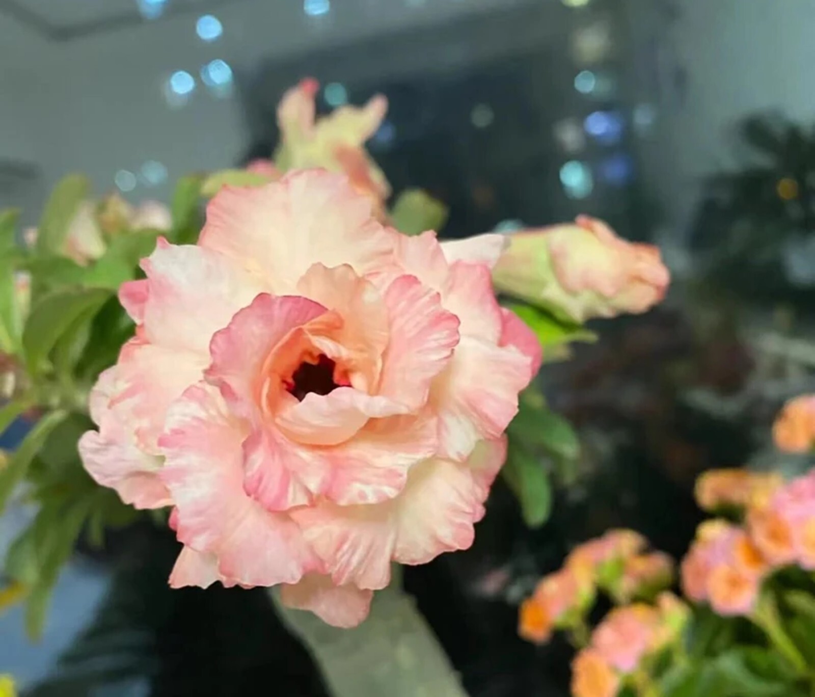 10 Peaches & Cream Desert Rose Seeds Adenium Obesum Flower Perennial Seed US SEL