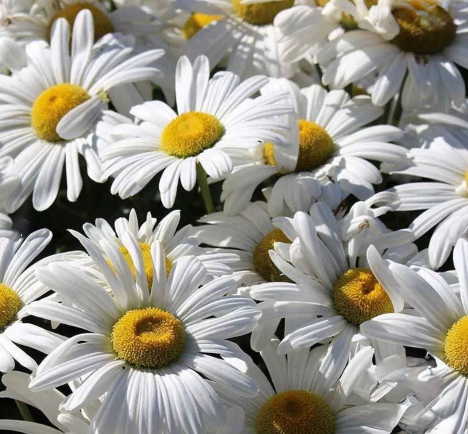 Alaska Shasta Daisy Seeds, Hardy Perennial, Cottage Garden, Fresh 2026, USA 🇺🇸