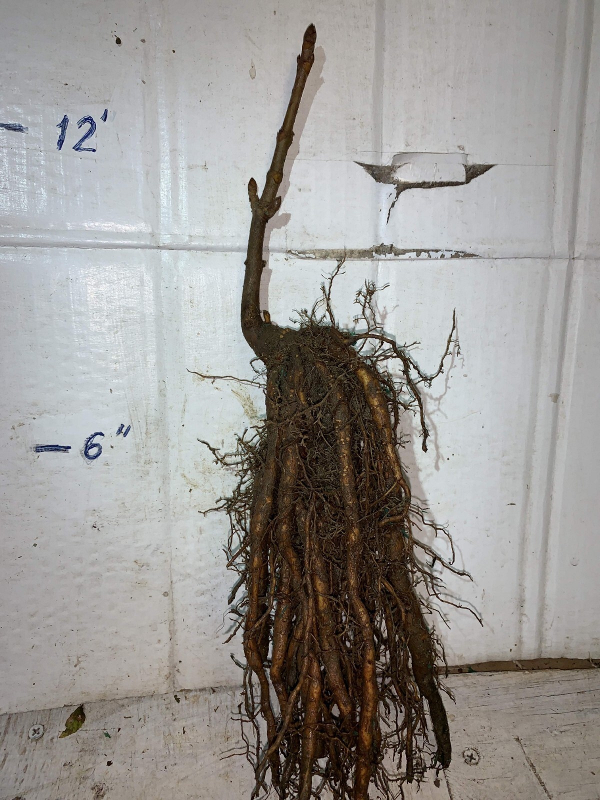 1-2 year old Bonsai plant Yellow buckeye ( Aesculus flava ), 4-6 inches tall