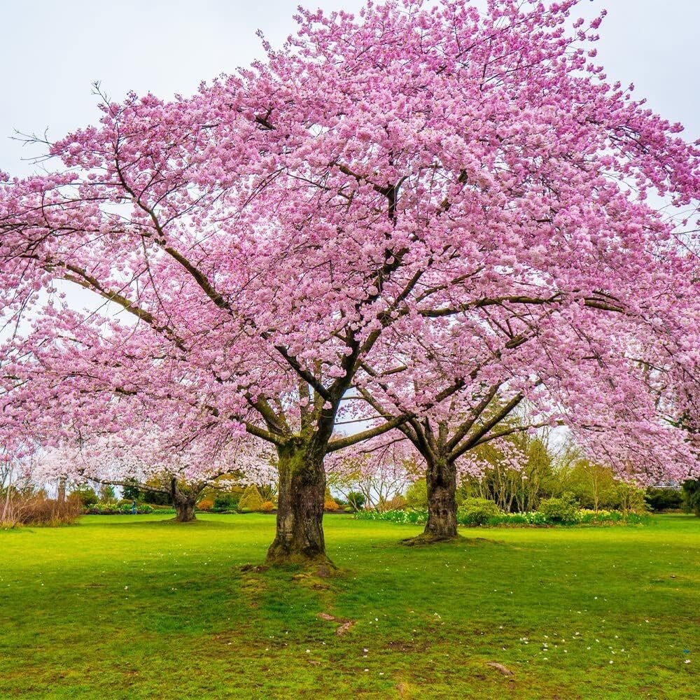 Bing cherry fruit tree seeds 4 count