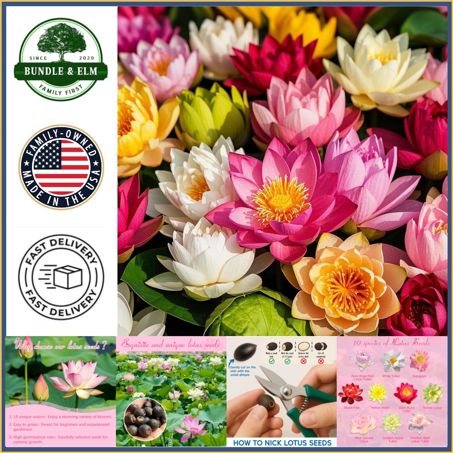 Mixed Lotus Seeds Collection – Perfect for Beginners and Experienced Gardeners