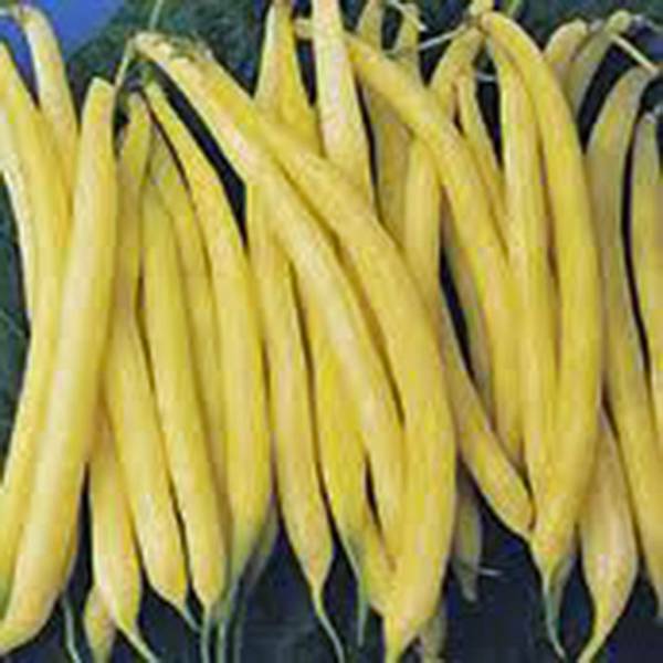 Golden Wax Bean, Bush Bean, NON Gmo, 20+ Seeds, Great Tasting and Healthy