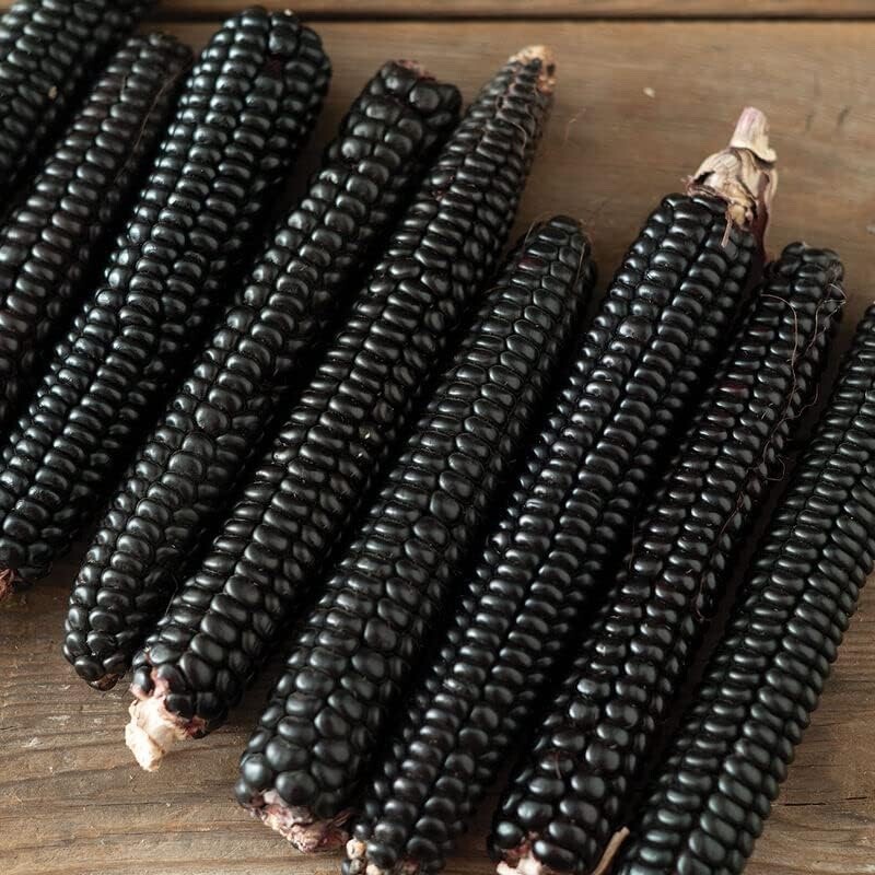 Midnight Black Corn Seeds for Planting – Non-GMO Maize – Stunning Black Corn