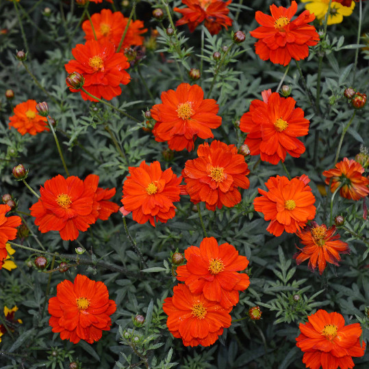 250 Cosmos Sulphur Dwarf Red Flower Seeds