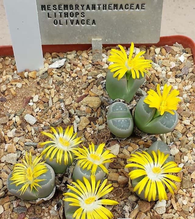 Lithops Olivacea 8 Seeds Free Shipping!