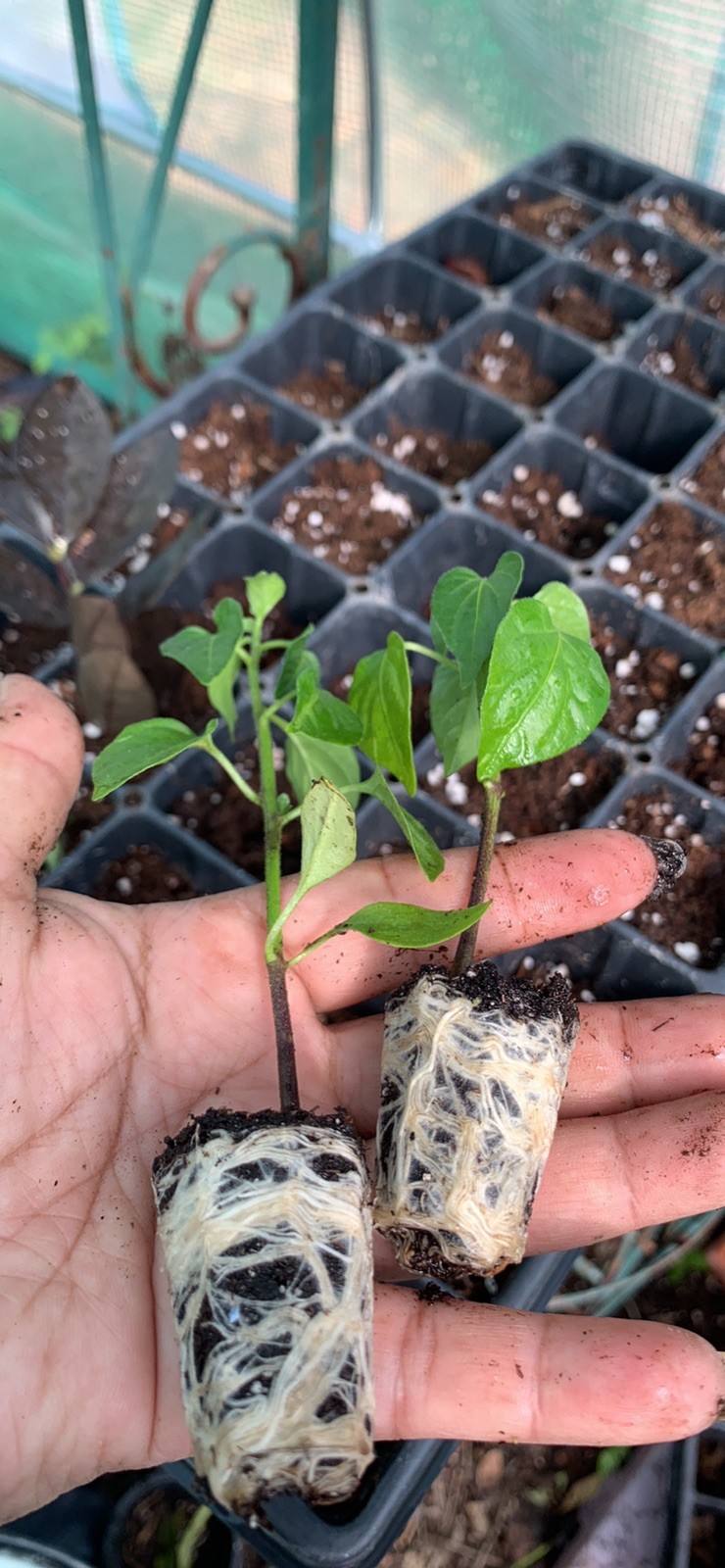 1 Organic Serrano Hot Chili Pepper Plug Plant GMO, Salsa, Pico de Gallo,