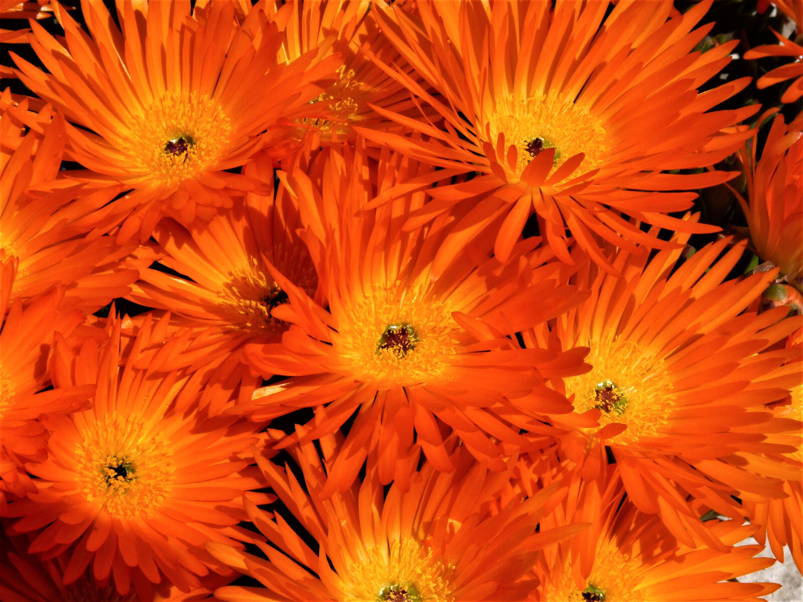 100 GELATO ORANGE ICE PLANT Mesembryanthemum Livingstone Daisy Flower Seeds