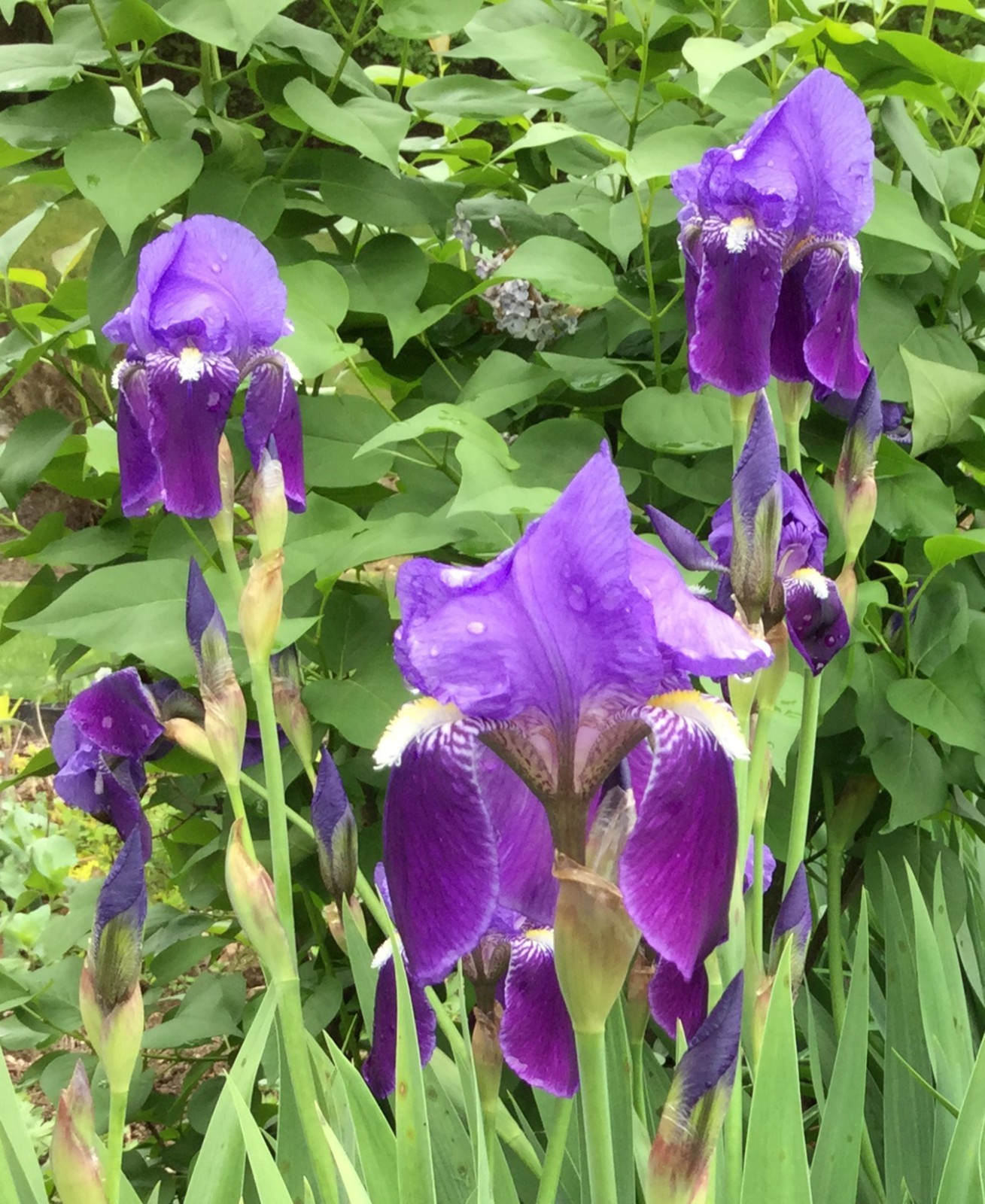 LOT of 3 Tall Dark Purple Old Fashioned Bearded Iris Rhizomes Bulbs