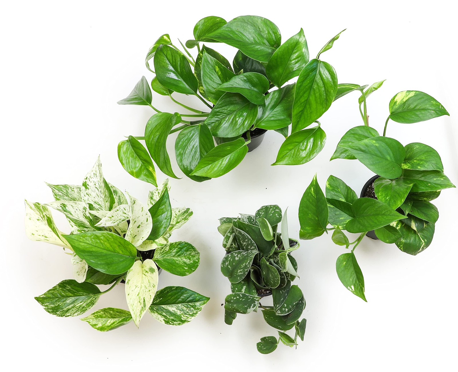 Live Pothos Plants 4PK Indoor Plants Live Houseplants Pothos Live Plant Hous…