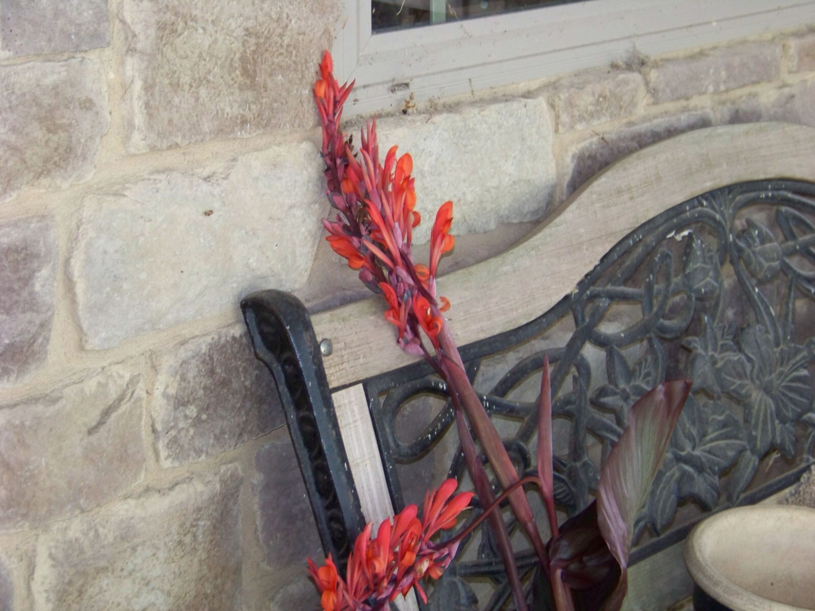 5 Canna Lily Bulbs – Red Blooms – Burgundy / Green Leaves