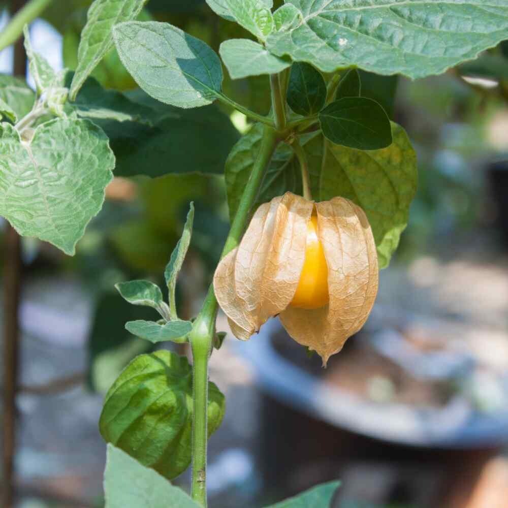 200+ CAPE GOOSEBERRY SEEDS– RARE —— GROUND CHERRY