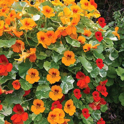 Dwarf Jewel Mix Nasturtium Seeds | USA Garden Flower Orange Yellow Seed for 2024