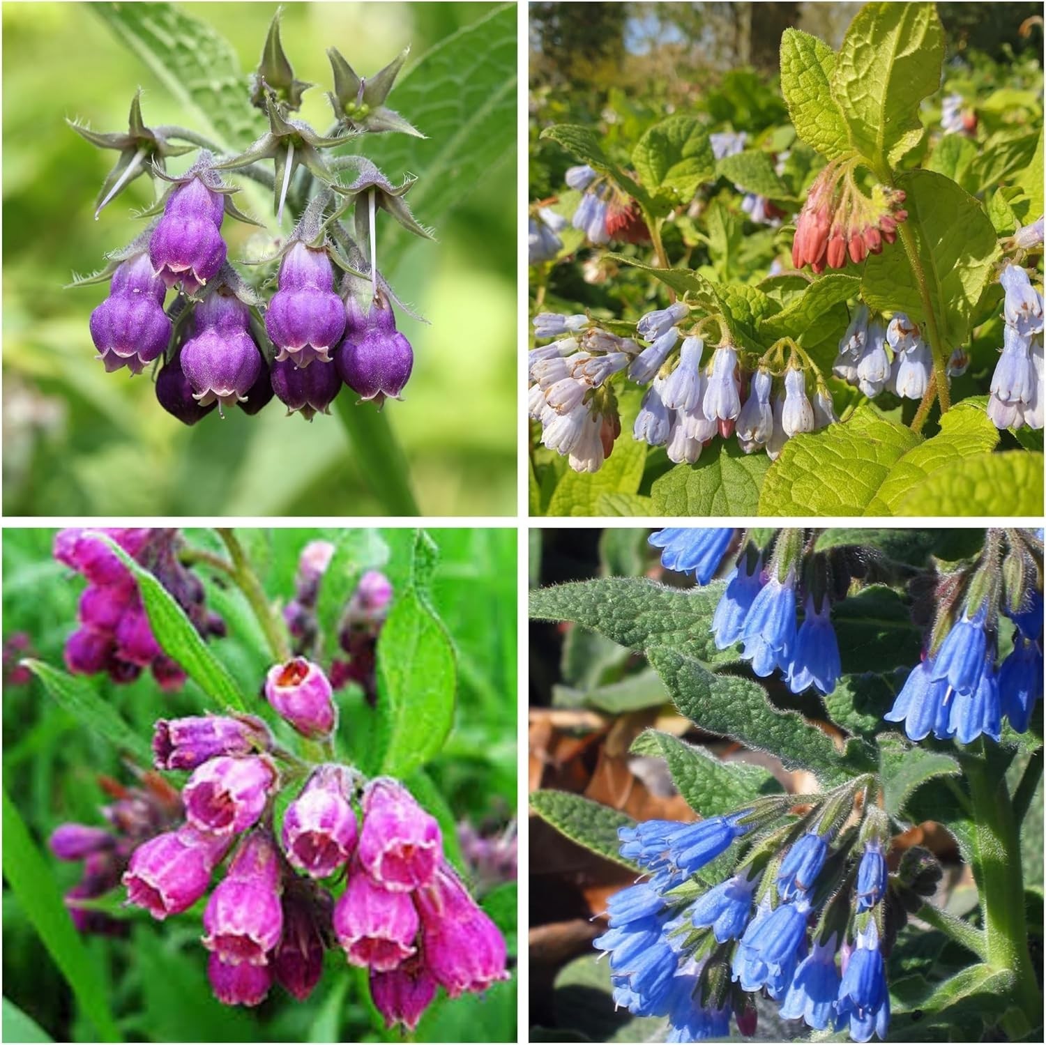 80 Comfrey Seeds Non-GMO Heirloom Fresh Garden Plant Organic Open Pollinated