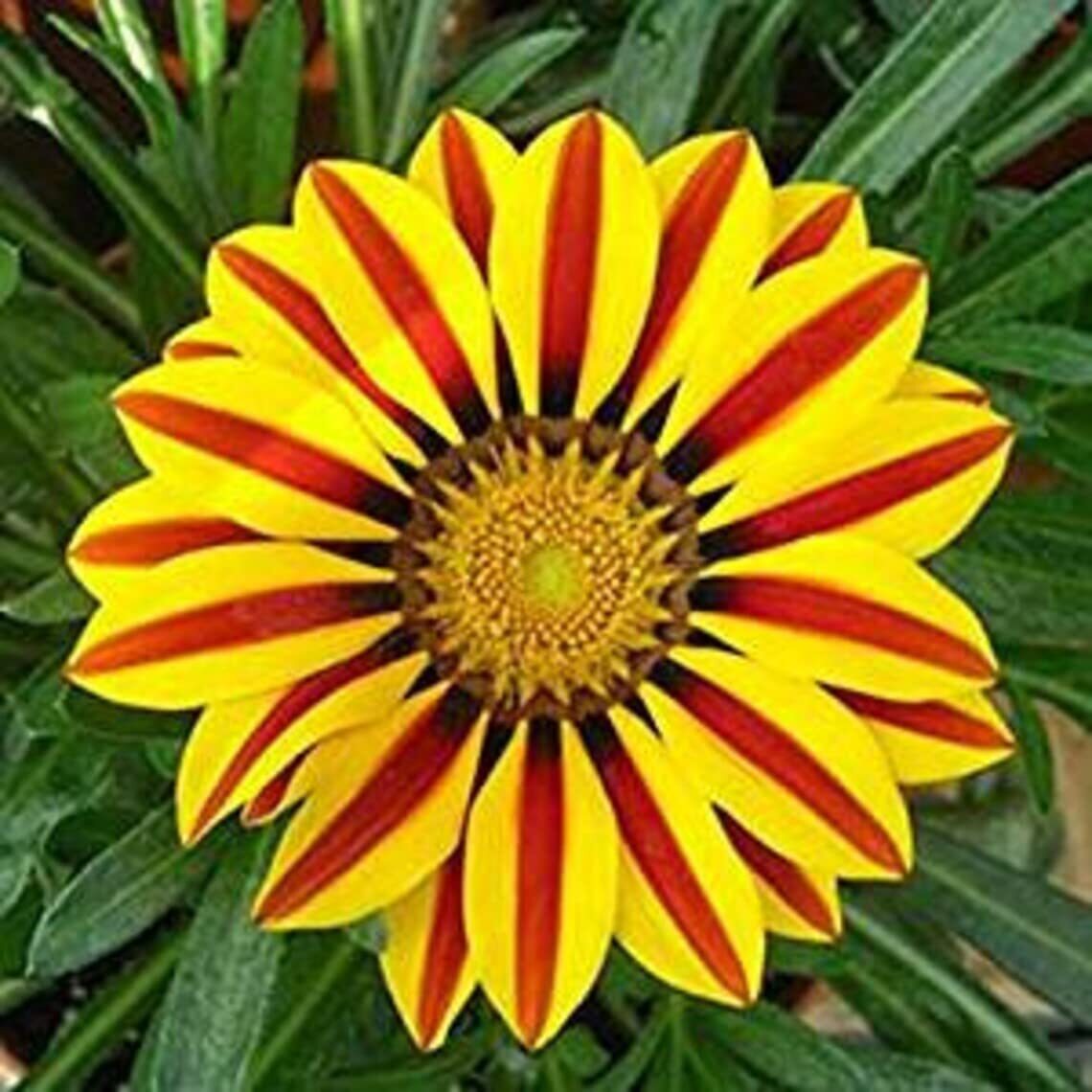Red and Yellow Gazania Flower Seeds to Grow – Made in USA, Ships from Iowa – Gre