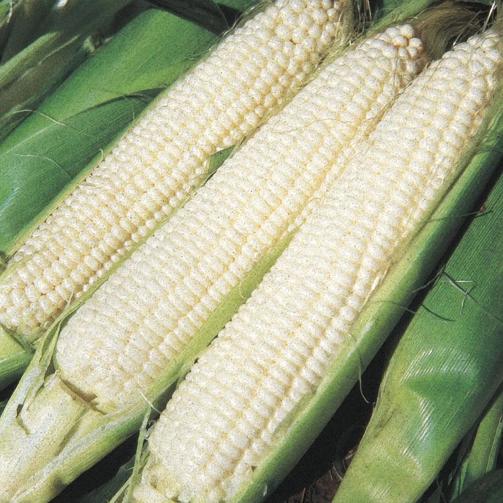 Silver King Sweet Corn Seeds (50) / ORGANIC / FLORIDA GROWN /