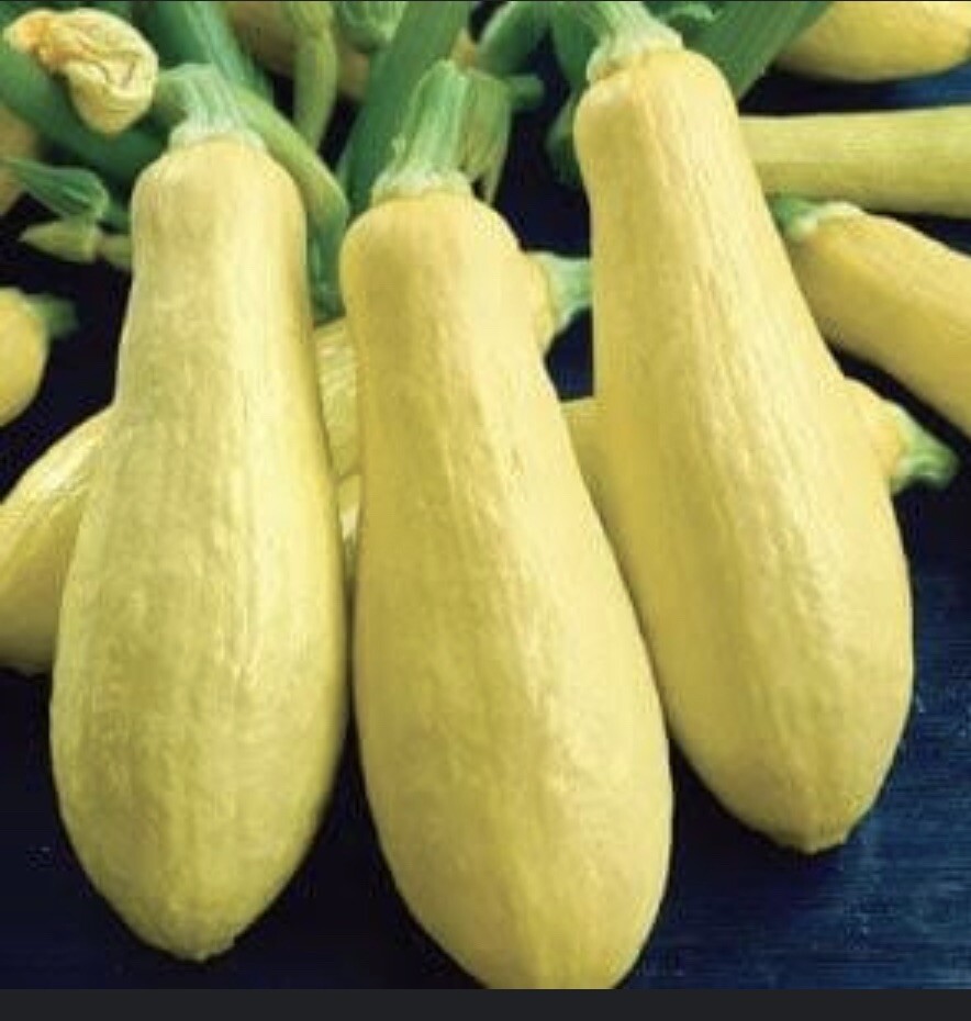 Straightneck Squash Seeds 30 Ct Early Prolific Summer Squash Yellow Vegetable