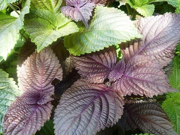 400+Purple Shiso Seeds Purple perilla Zisu Tia To Tim Beefsteak /Sesame leaf USA
