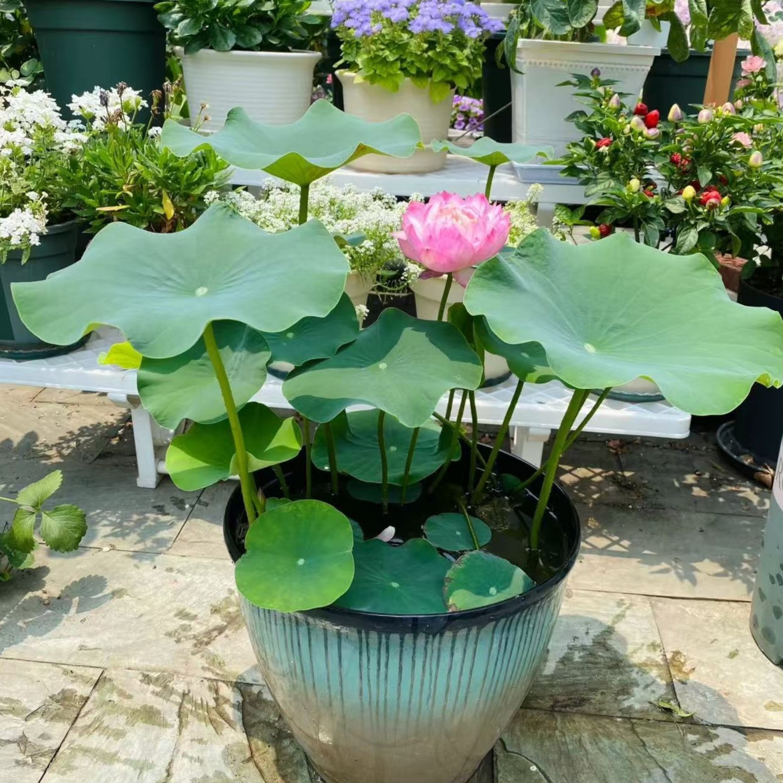 20 Mixed Color Bowl Lotus Seeds – Mini Aquatic Flowers for Pots or Small Ponds
