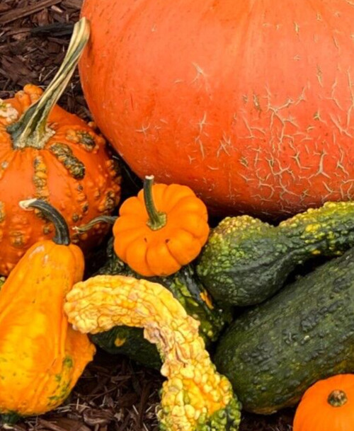 Jack Be Little Pumpkin Seeds – Mini Pumpkins – Non-GMO / Heirloom