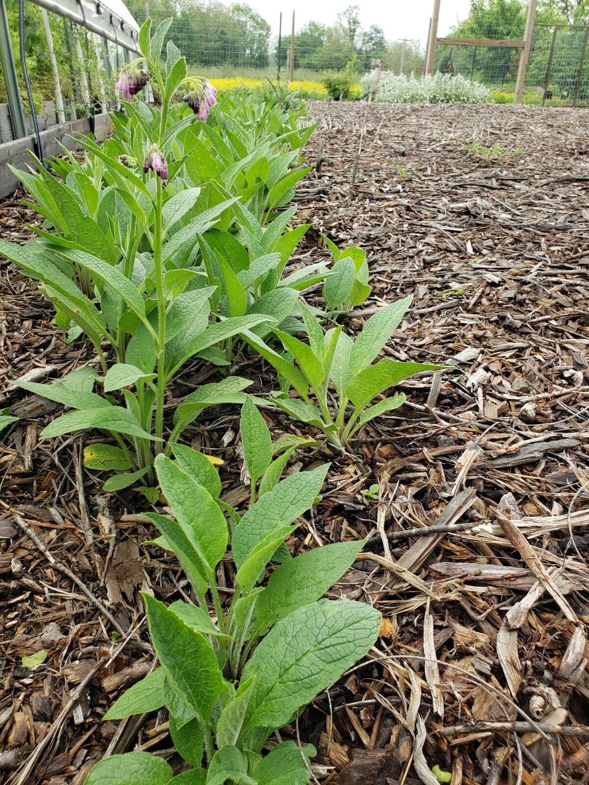 25 organic COMFREY Bocking 14 plants [not just roots] Healthy & Healing Herb