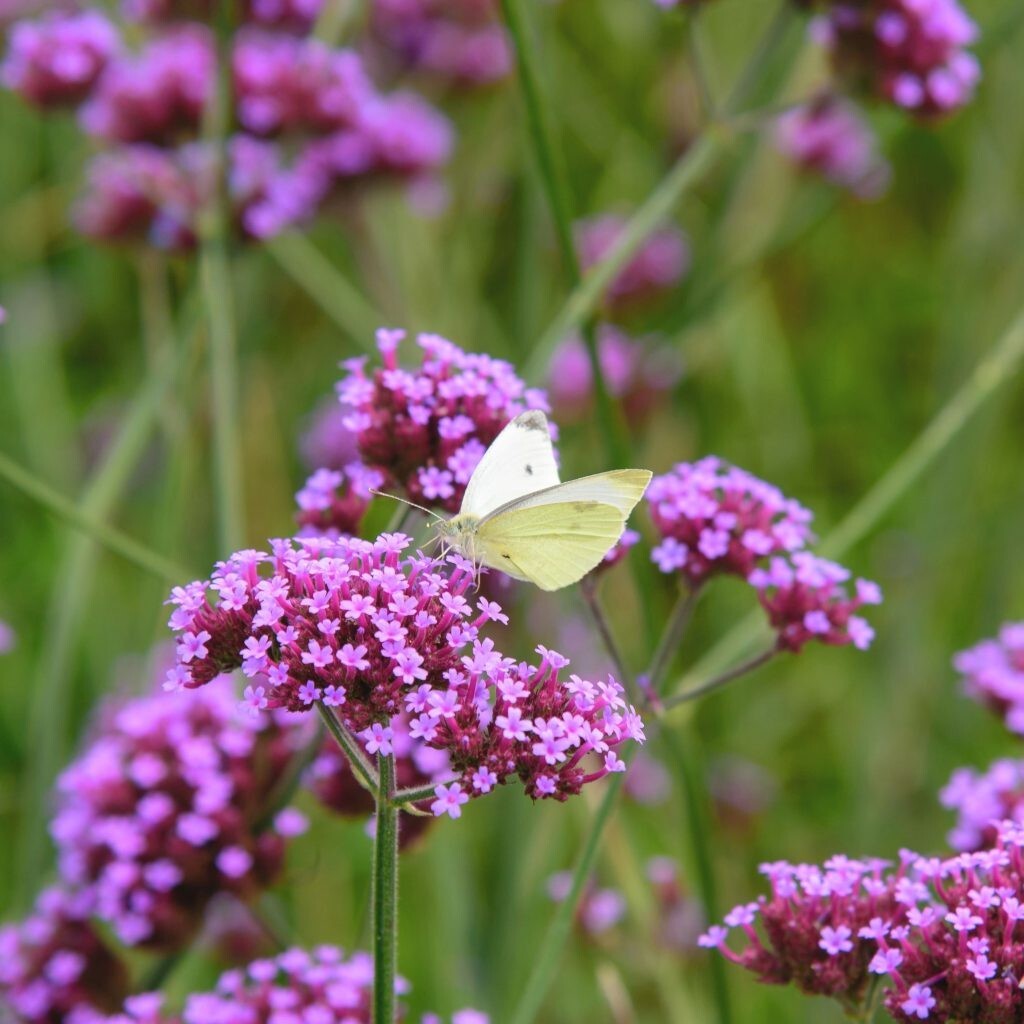 50 Tall Verbena seeds