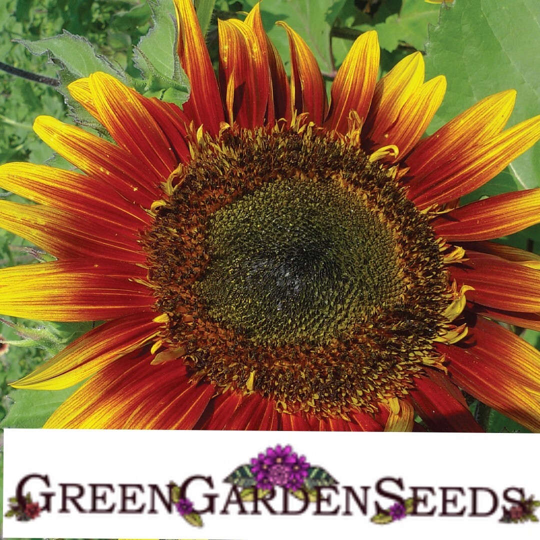 Autumn Beauty Sunflower Seeds | 20 seeds| Non GMO| fresh seeds|