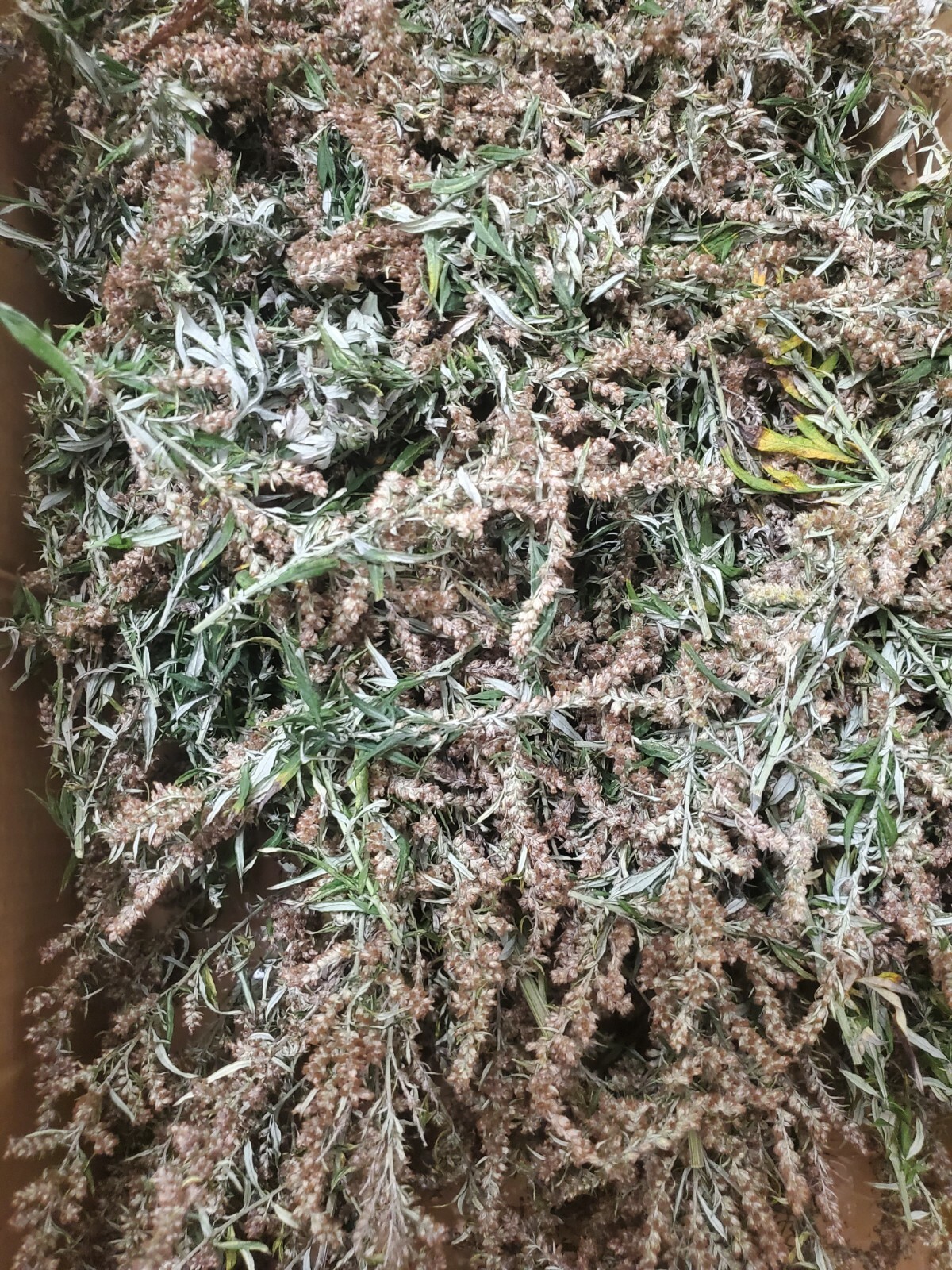 500 Mugwort Seeds (Artemisia Vulgaris)